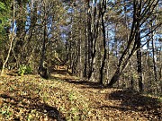 15 Sul sent. 505 nel bosco